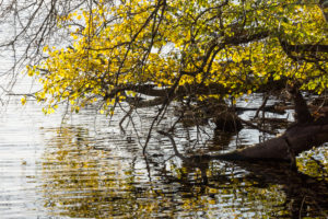 Berlin, Wannsee, Pfaueninsel, Uferzone Berlin, Wannsee, Pfaueninsel, Uferzone